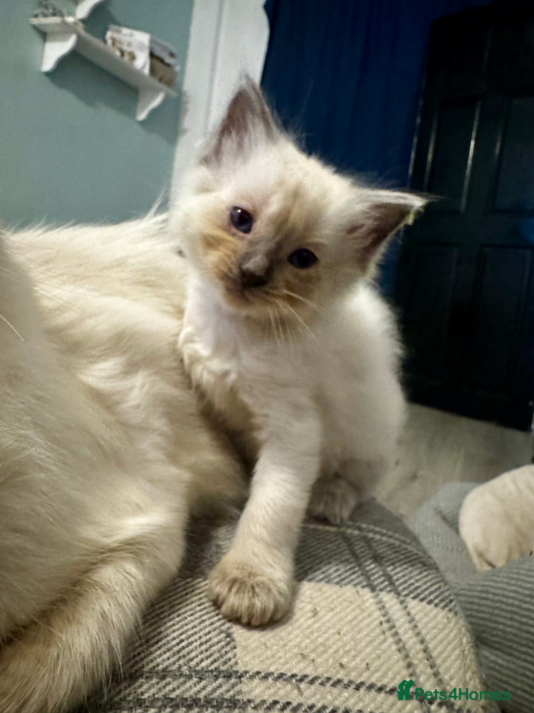 Ragdoll cats for sale: Beautiful Ragdoll (pure bred ) kittens  - Image 3