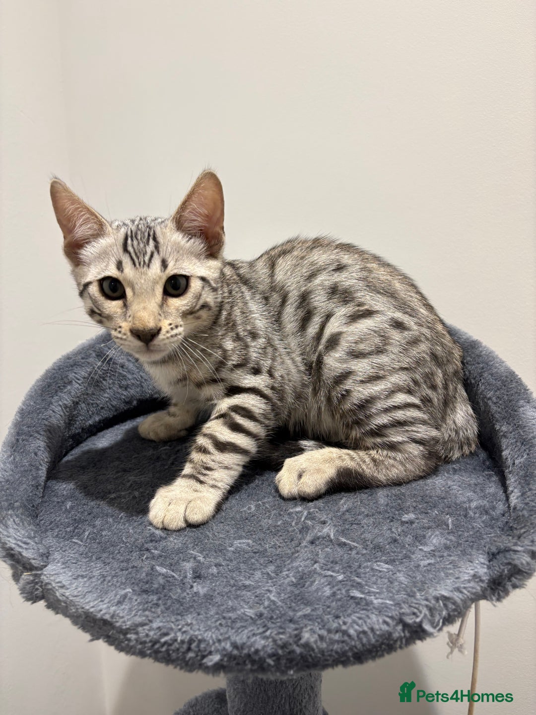 Bengal cats for sale: Bengal Kittens for Sale! (4 BOYS) - Image 5