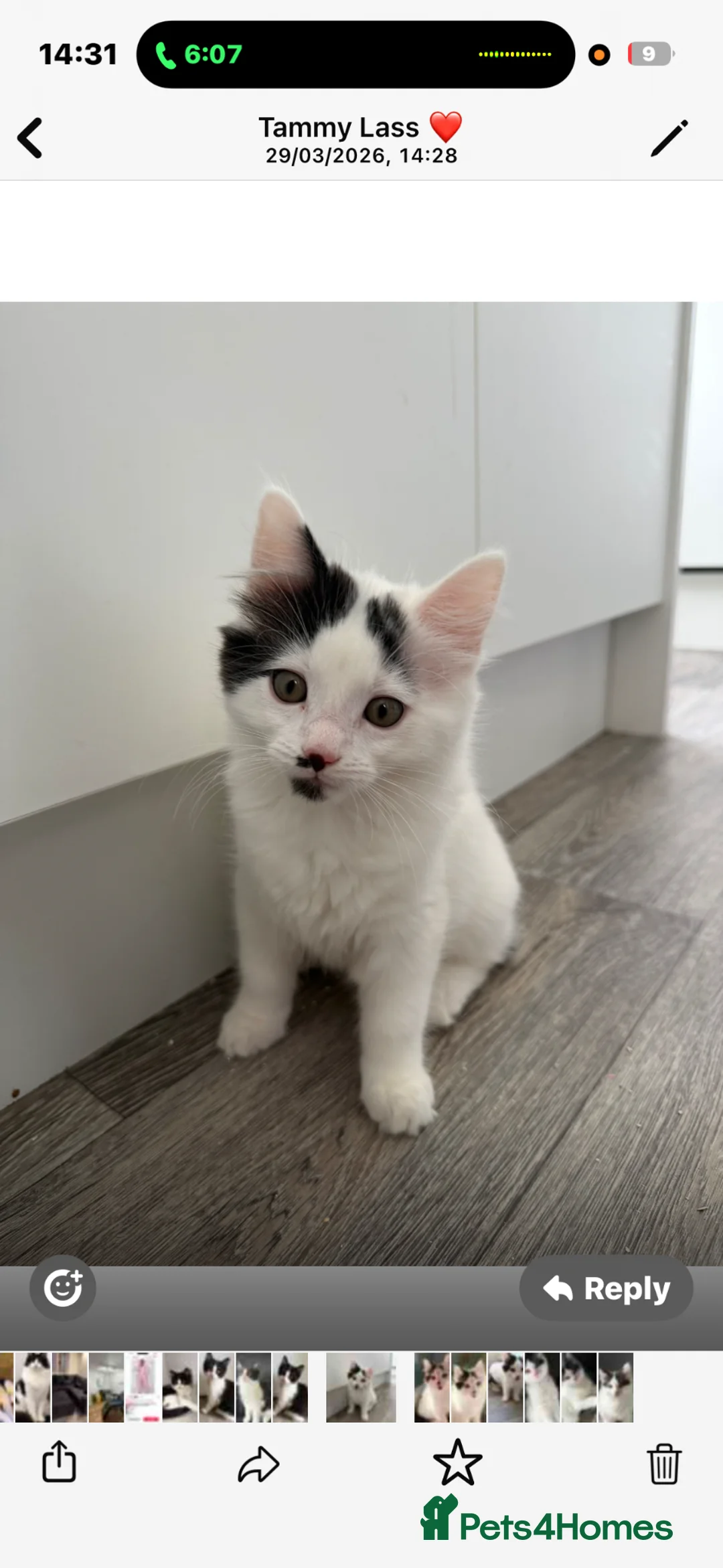 Mixed Breed cats for sale: Male kitten ready to get rehomed  - Advert 2