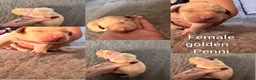 Labrador Retriever dogs for sale: Labrador puppies!  in Doncaster - Advert 6
