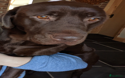 Labrador Retriever dogs for sale: Chocolate Labrador older girl - Image 3
