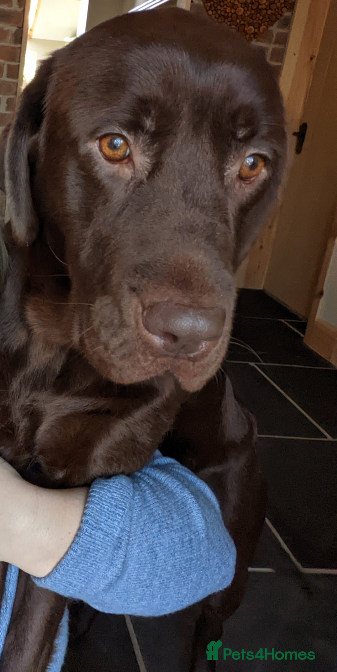Labrador Retriever dogs for sale: Chocolate Labrador older girl - Image 3