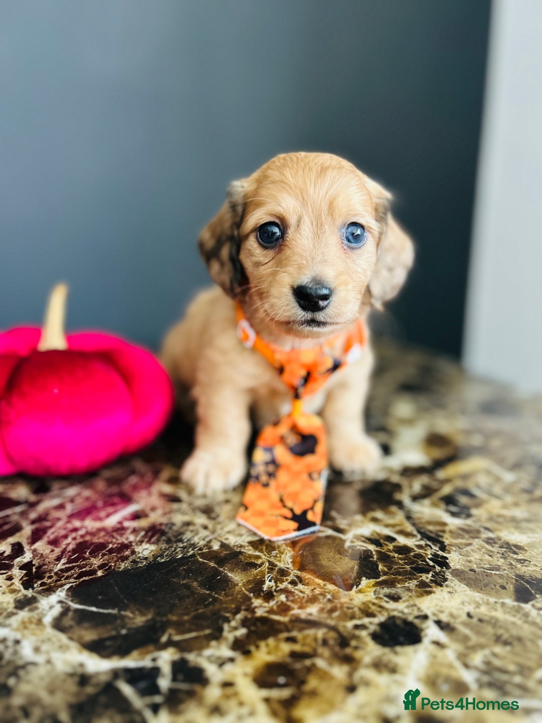 Miniature Dachshund dogs for sale: Cream Litter 5 Star Breeder ⭐️⭐️⭐️⭐️⭐️  - Image 21