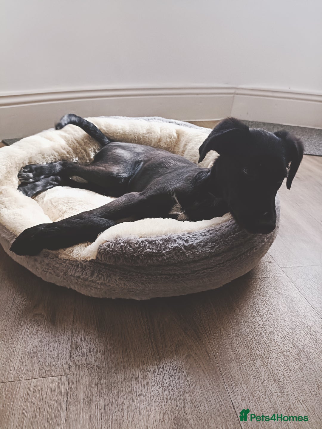 Lurcher dogs for sale: Lurcher dog - Image 3