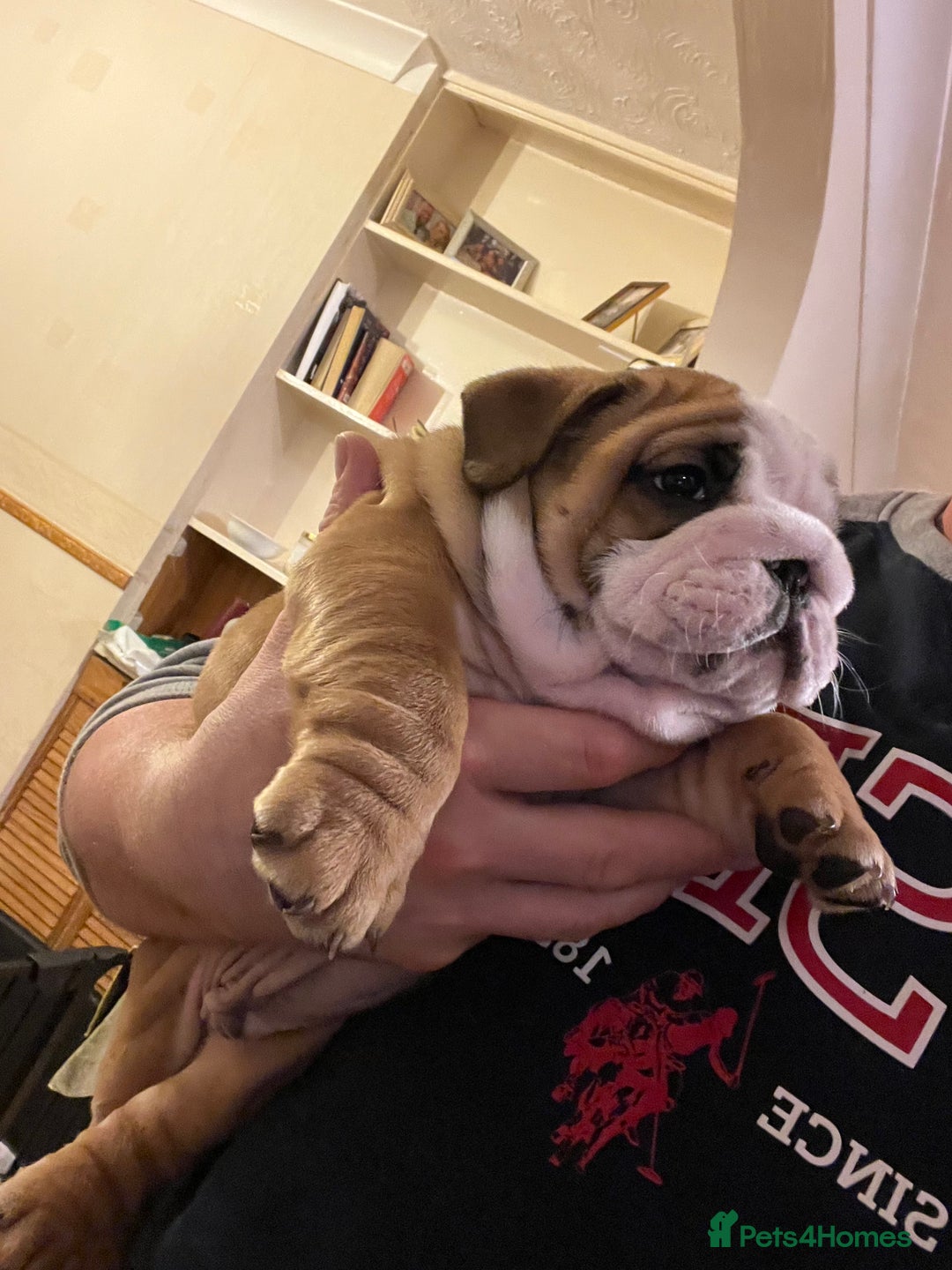 English Bulldog dogs for sale: English bulldogs - Advert 24