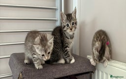 Mixed Breed cats for sale: Silver & brown British shorthair / bengal kittens  - Image 9