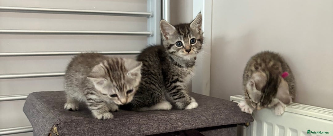 Mixed Breed cats for sale: Silver & brown British shorthair / bengal kittens  - Image 9