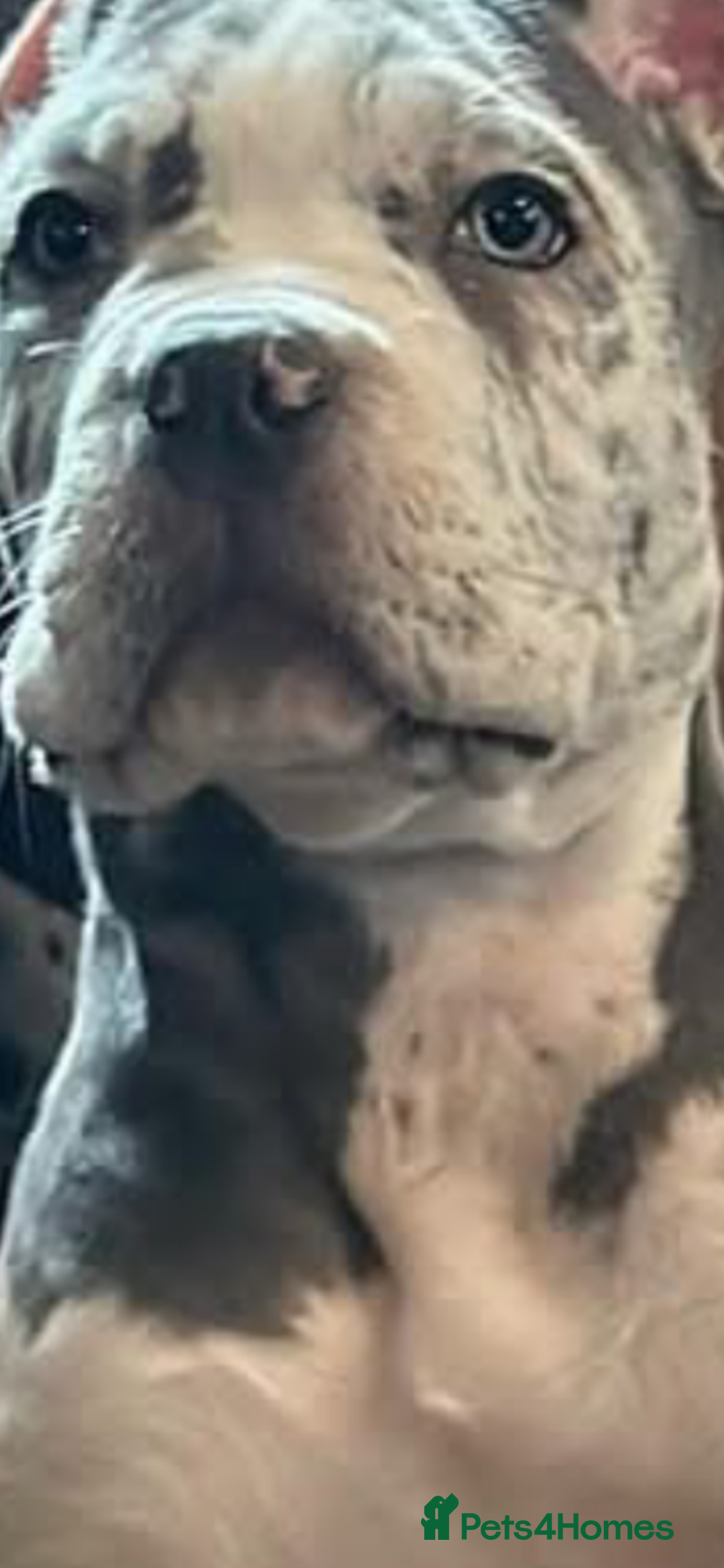 Mixed Breed dogs for sale: NORTH AMERICAN MASTIFF - Image 1