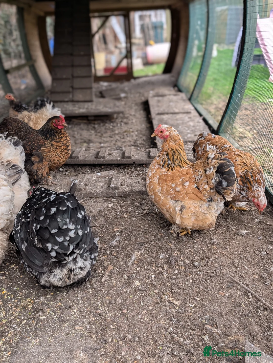 Chickens poultry for sale: Beautiful day old pekin bantam chicks and growers  - Advert 4