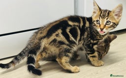 Bengal cats for sale: Bengals cross - Image 11