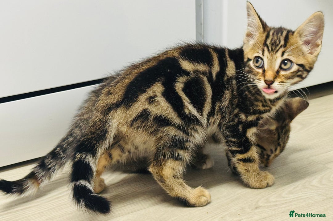 Bengal cats for sale: Bengals cross - Image 11