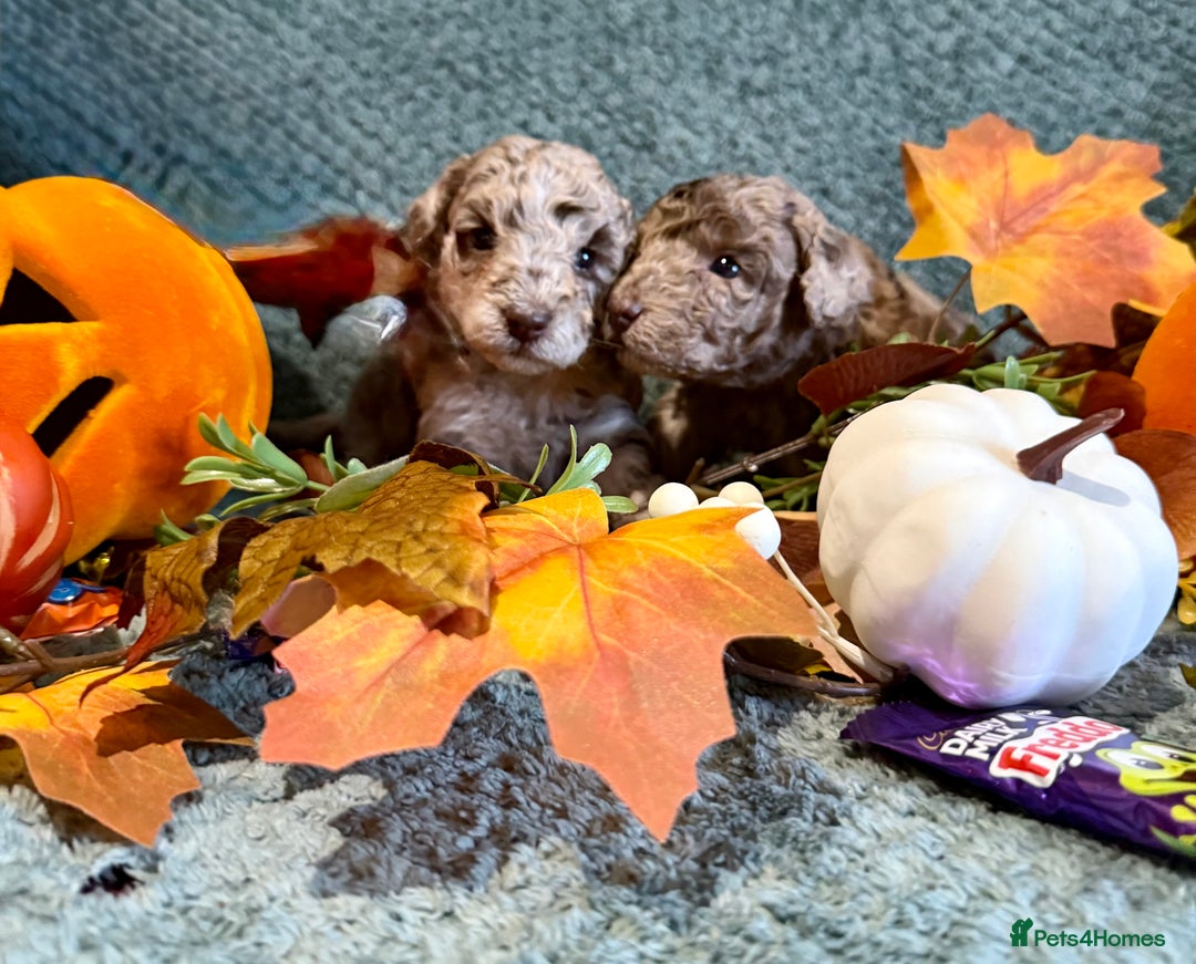 Miniature Poodle dogs for sale: Beautiful Miniature Poodle pups  - Image 3