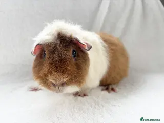 Guinea Pig rodents Jaffa cake - Advert 3