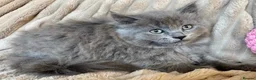 Ragdoll cats for sale: Beautifull XRagdoll Kittens in Daventry - Advert 3