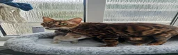 Bengal cats for sale: Stunning Bengal Kittens - Advert 5