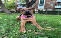 Mixed Breed dogs for sale: Pretty baby girl - Advert 4