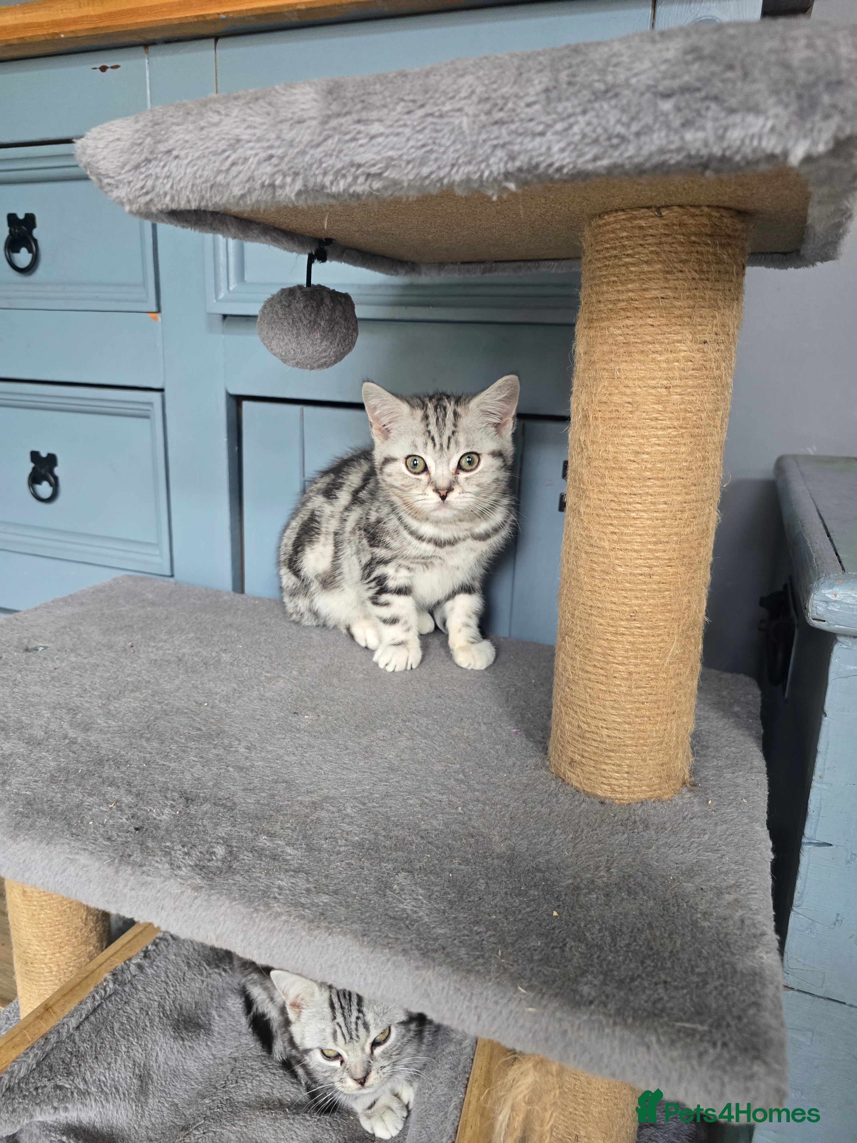 British Shorthair cats Bsh silver tabby boy 🩵 - Advert 1