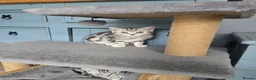 British Shorthair cats for sale: Bsh silver tabby boy 🩵 - Advert 1