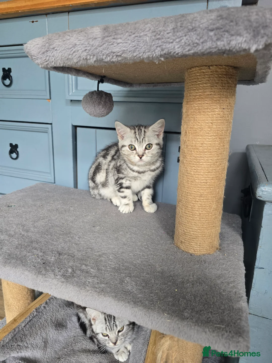 British Shorthair cats for sale: Bsh silver tabby boy 🩵 - Advert 1
