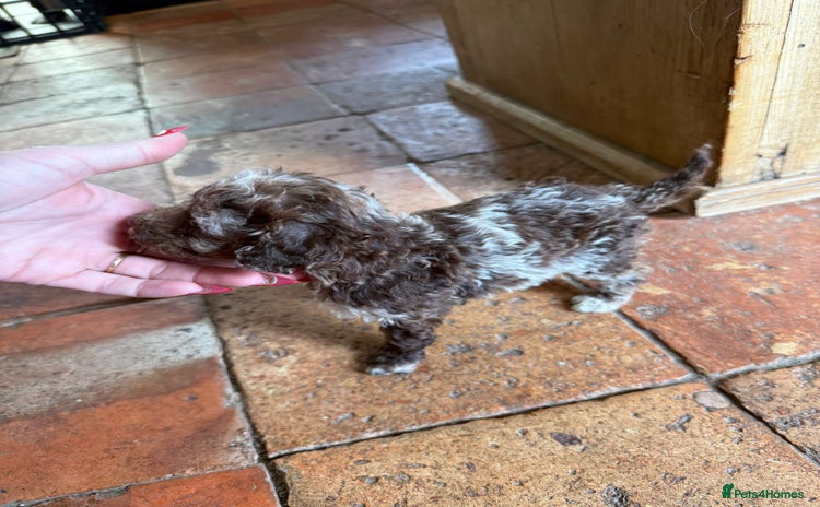 Toy Poodle dogs - Advert 1