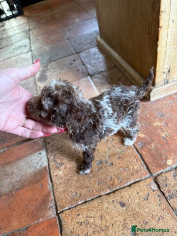 Toy Poodle dogs - Advert 2