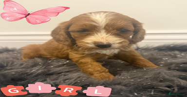Cavapoo dogs - Advert 16
