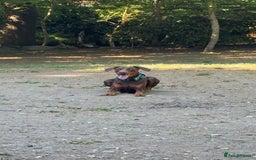 Dobermann dogs for stud: Doberman red&rust stud - Image 6