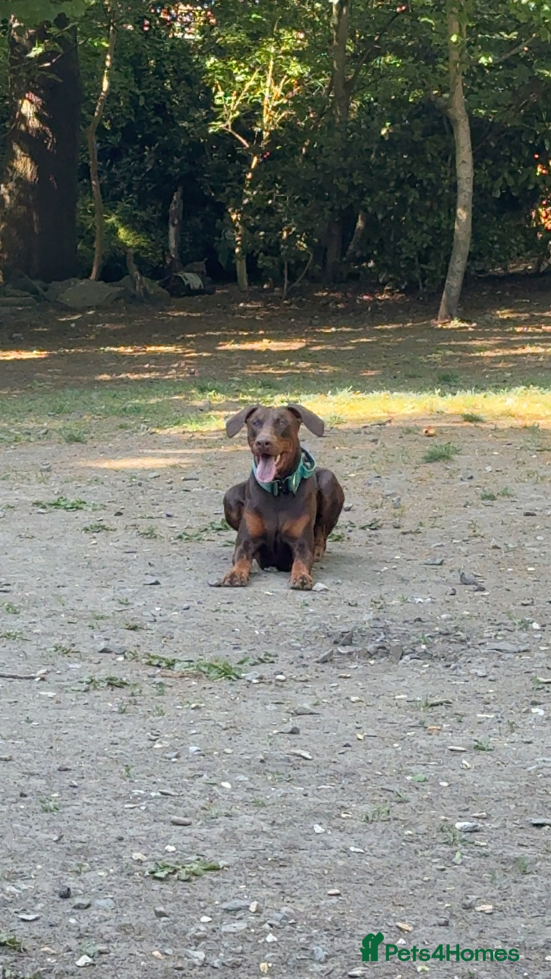 Dobermann dogs for stud: Doberman red&rust stud - Image 6