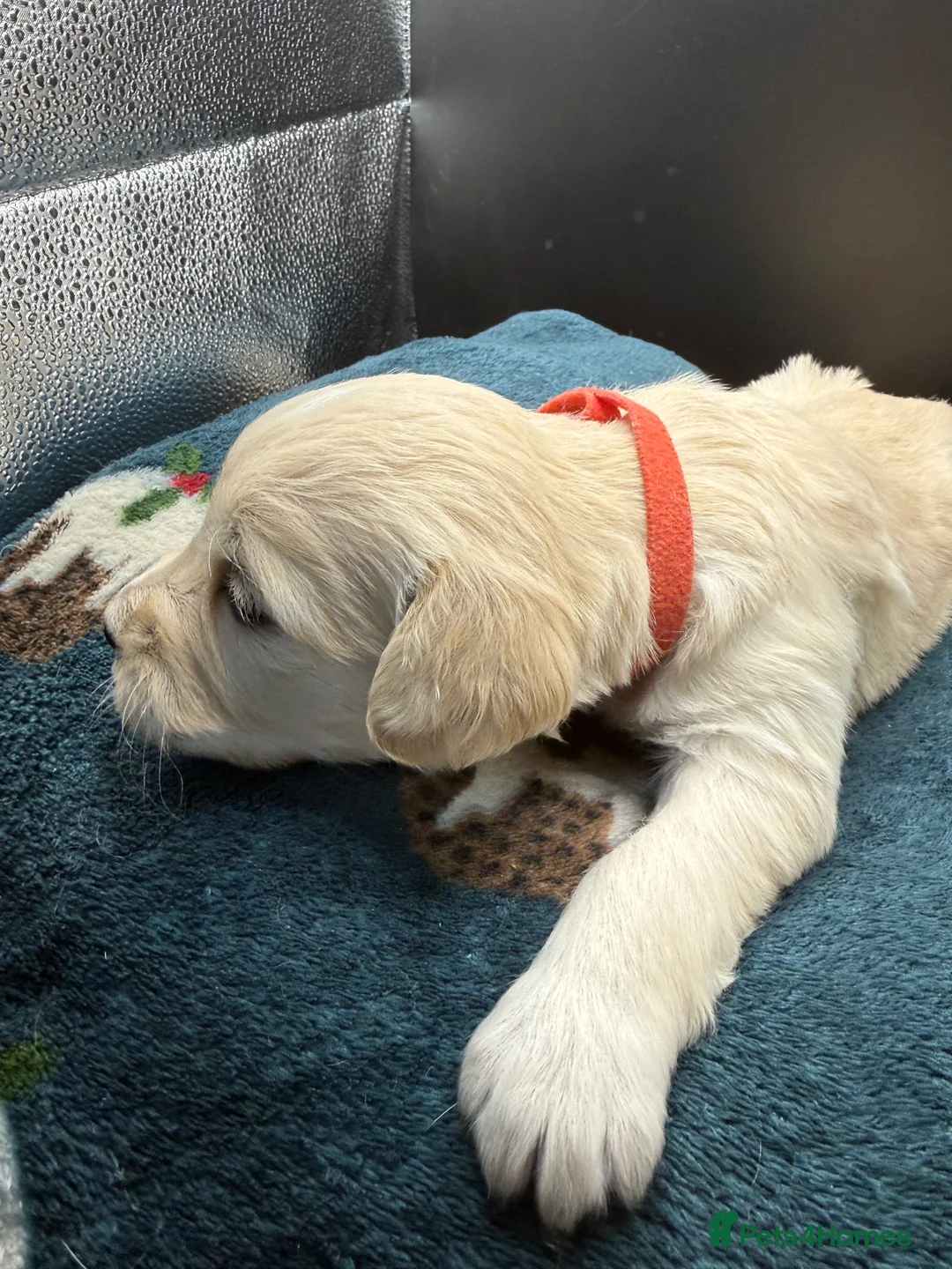 Golden Retriever dogs for sale: Stunning Golden Retrievers. 1 Boys / 1 Girls - Advert 19