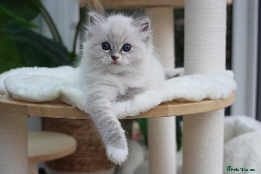 Ragdoll cats for sale: Blue Tabby Pure Breed Ragdoll  - Image 7