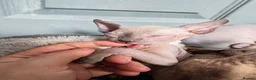 Mixed Breed cats for sale: Stunning sphynx x ragdoll kittens  - Advert 10