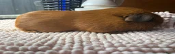 Guinea Pig rodents for sale: Pink eyed golden boars  - Advert 4