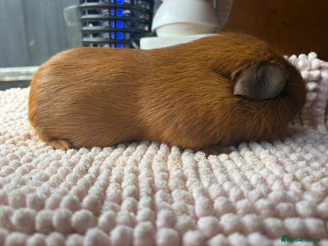 Guinea Pig rodents for sale: Pink eyed golden boars  - Advert 4