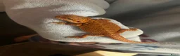 Bearded Dragon reptiles for sale: 🔥 Bearded Dragon + Full Setup For Sale 🔥 - Advert 4