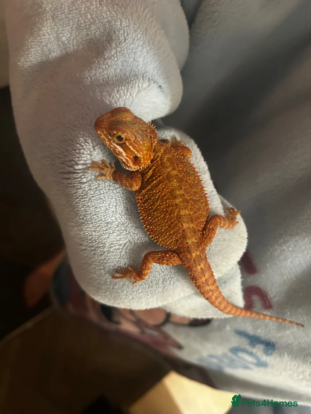 Bearded Dragon reptiles for sale: 🔥 Bearded Dragon + Full Setup For Sale 🔥 - Advert 4