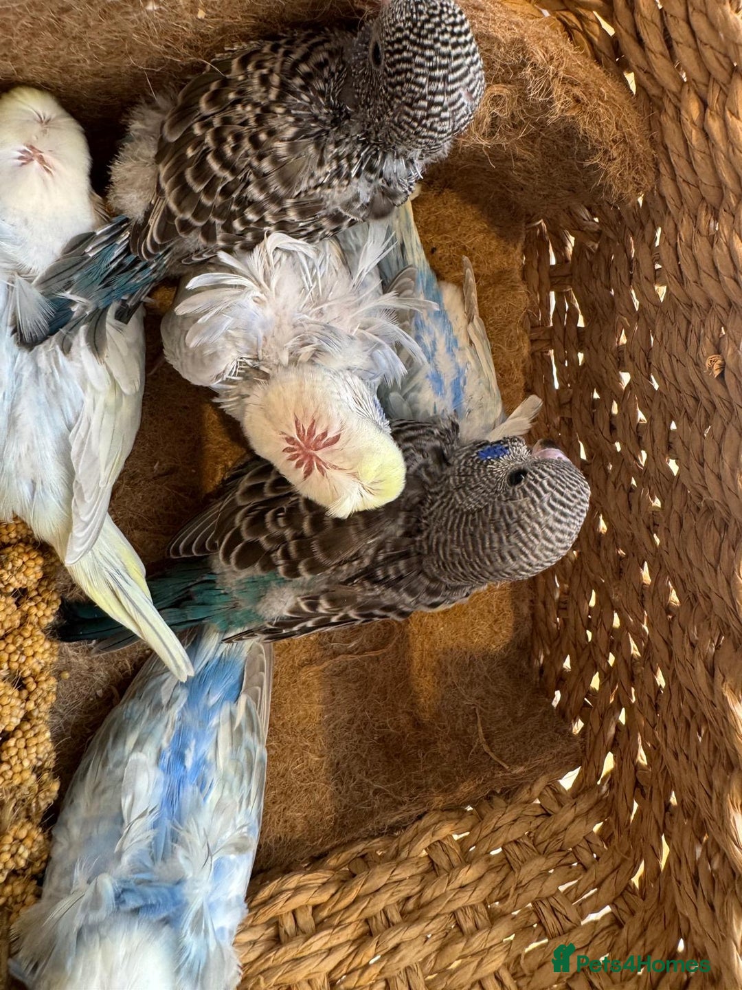 Budgerigars birds for sale: Rainbow ,hagoromo baby budgies hand tamed & reared - Advert 5