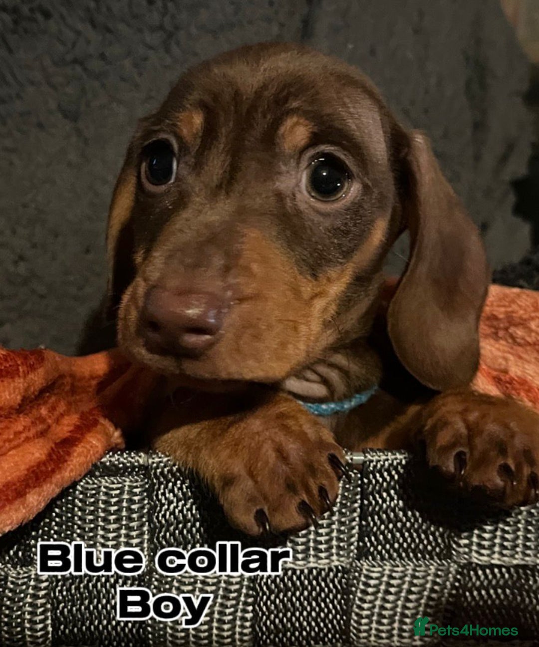 Miniature Dachshund dogs for sale: FULLY VACCINATED, READY NOW, PRA ClR, KC Reg pups - Advert 7