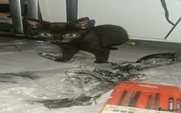 Mixed Breed cats for sale: Two Tiny Kittens  - Image 4