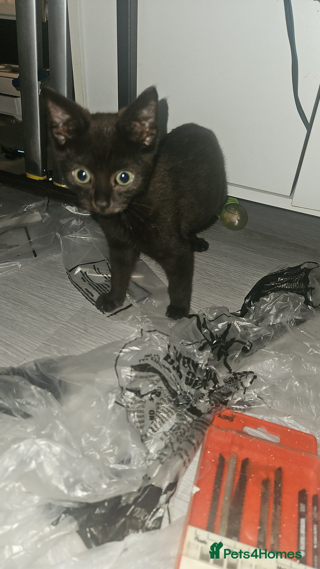 Mixed Breed cats for sale: Two Tiny Kittens  - Image 4
