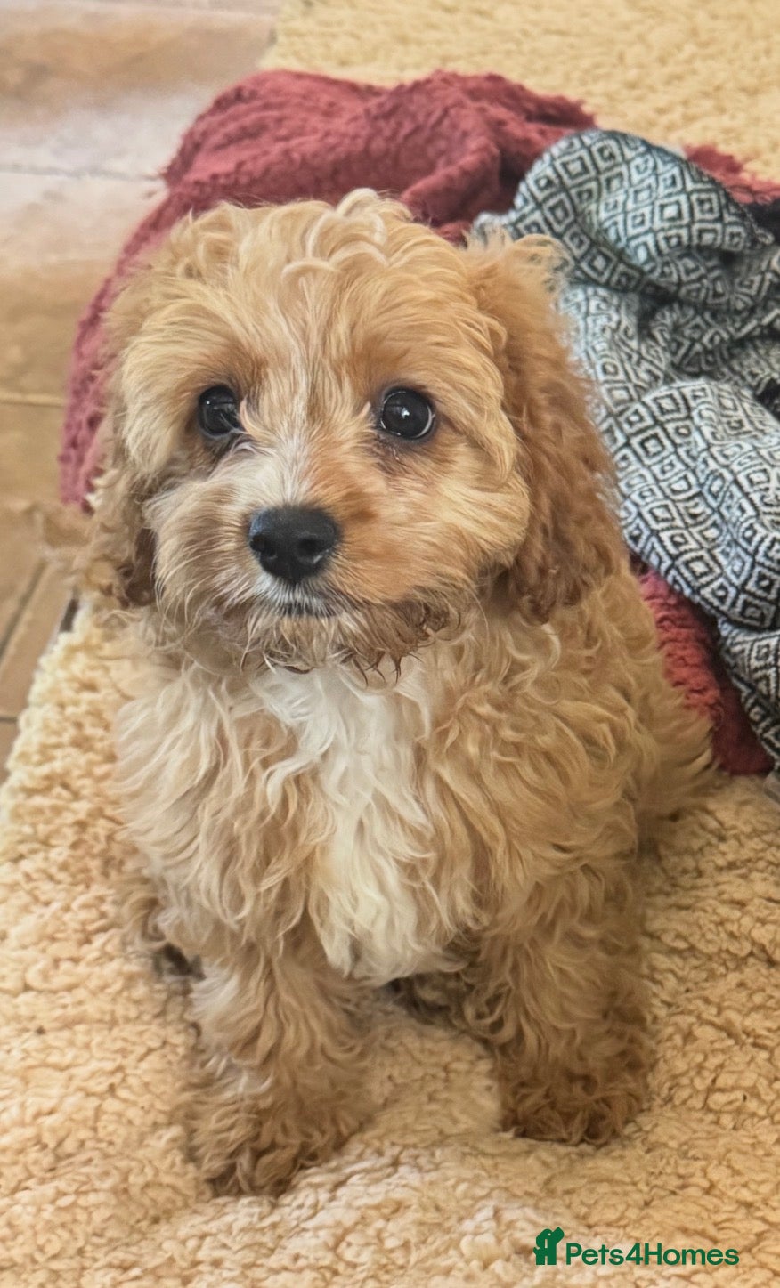 Cavapoo dogs Healthy comical characters- delightful puppies - Advert 2