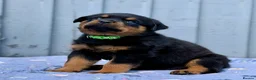 Rottweiler dogs for sale: 5 Exceptional KC Registered Rottweiler Puppies - Advert 33