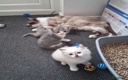 Ragdoll cats for sale: Ragdoll mix kittens  - Image 7
