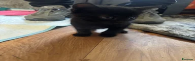 Domestic Shorthair Kitten 1
