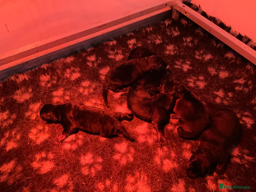 German Shepherd dogs for sale: Quality litter GSD @icepack kennels  - Advert 13