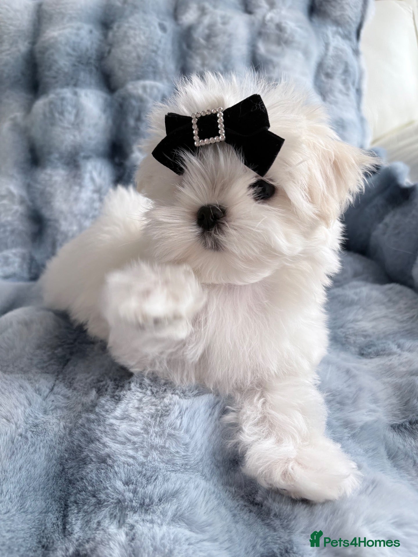 Maltese dogs for sale: 🖤Gorgeous full Korean boy available 🖤 - Advert 5