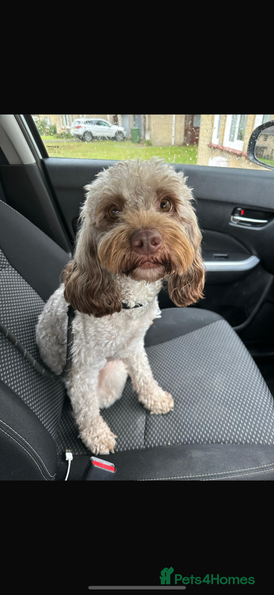 Sproodle dogs 7 Beautiful Sproodle Puppies - Advert 1