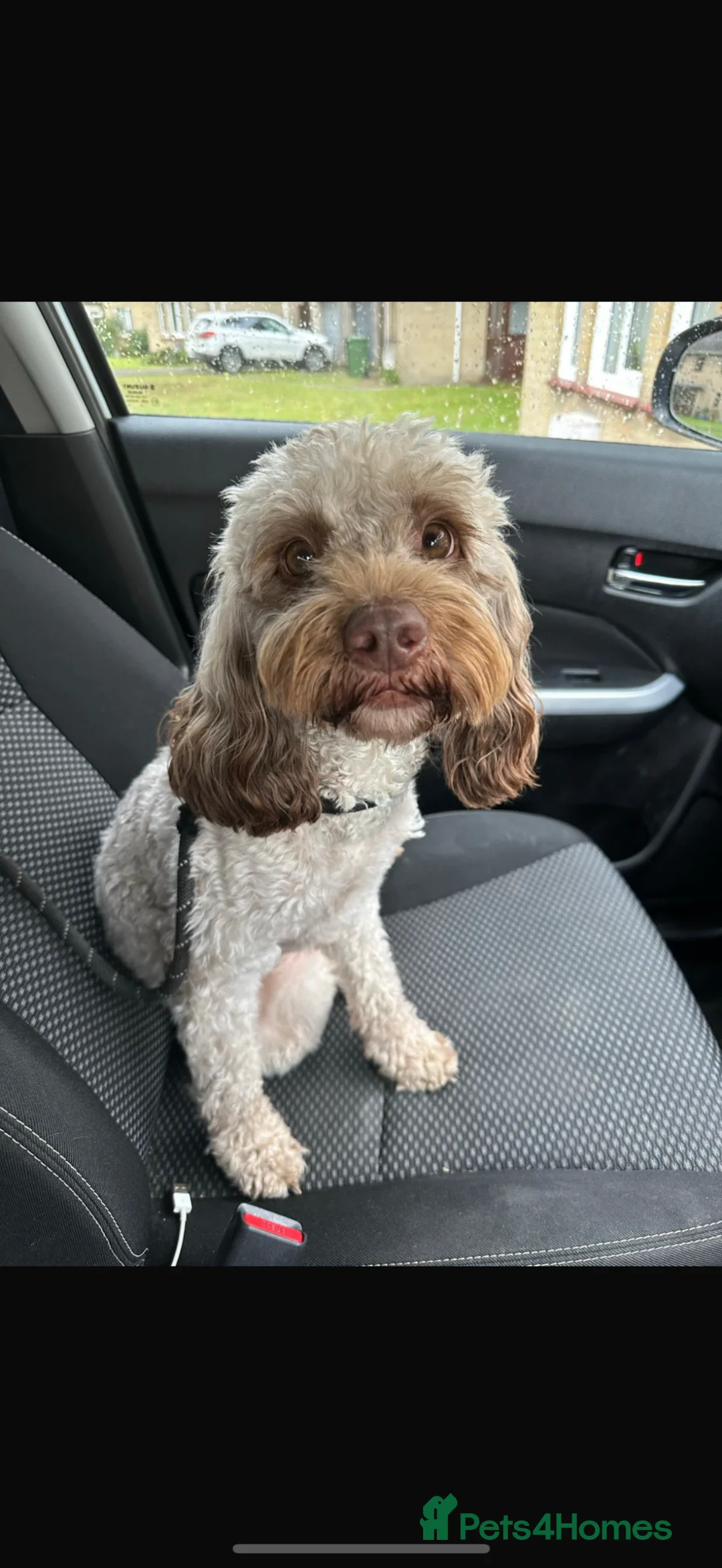 Sproodle dogs for sale: 7 Beautiful Sproodle Puppies - Advert 1