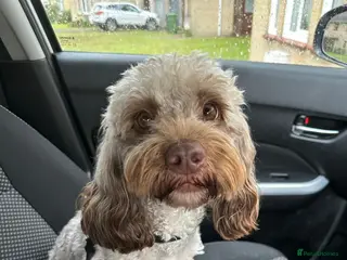 Sproodle dogs 7 Beautiful Sproodle Puppies - Advert 1