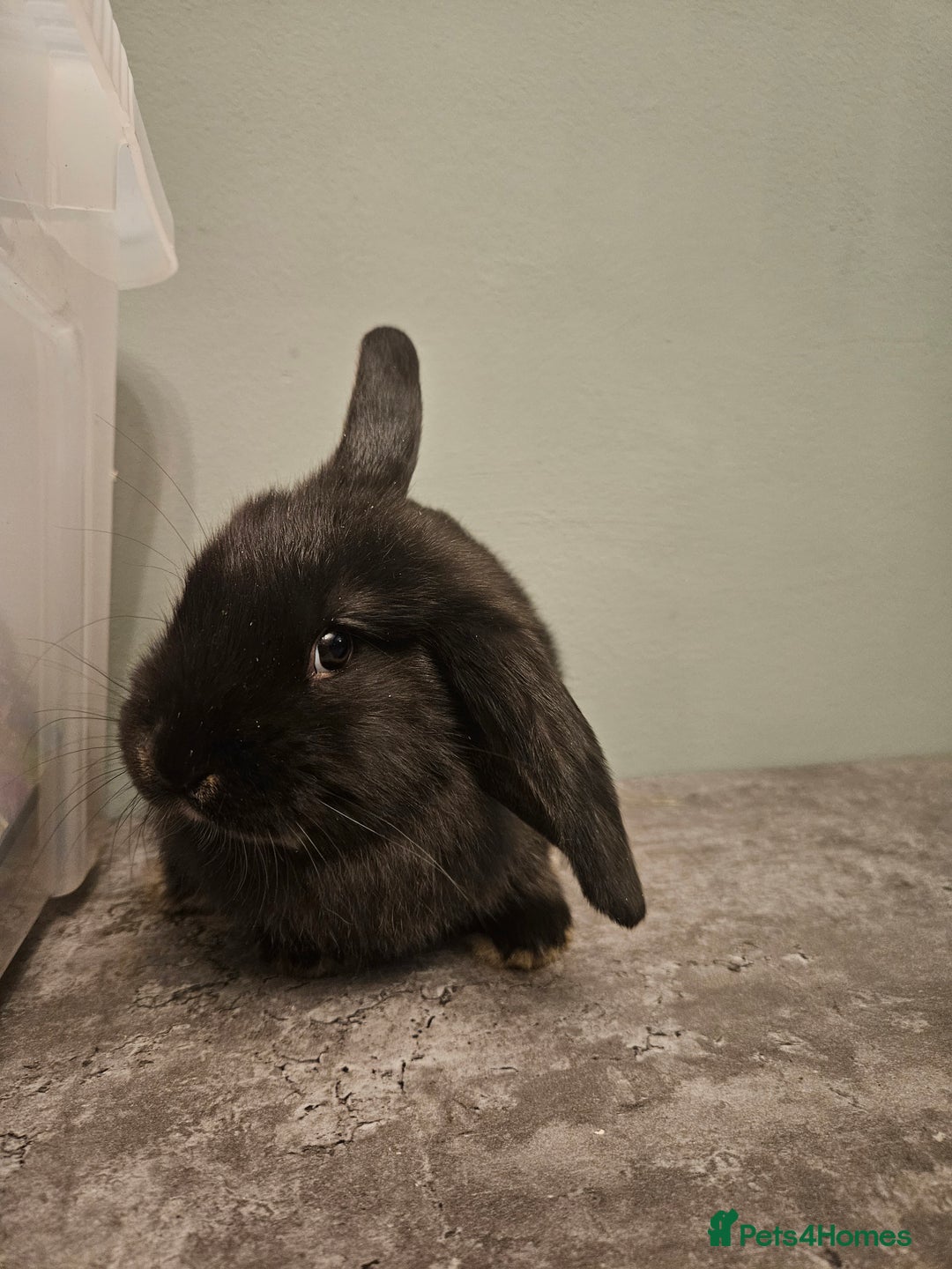 French Lop rabbits for sale: French lop ** last one left** - Advert 6