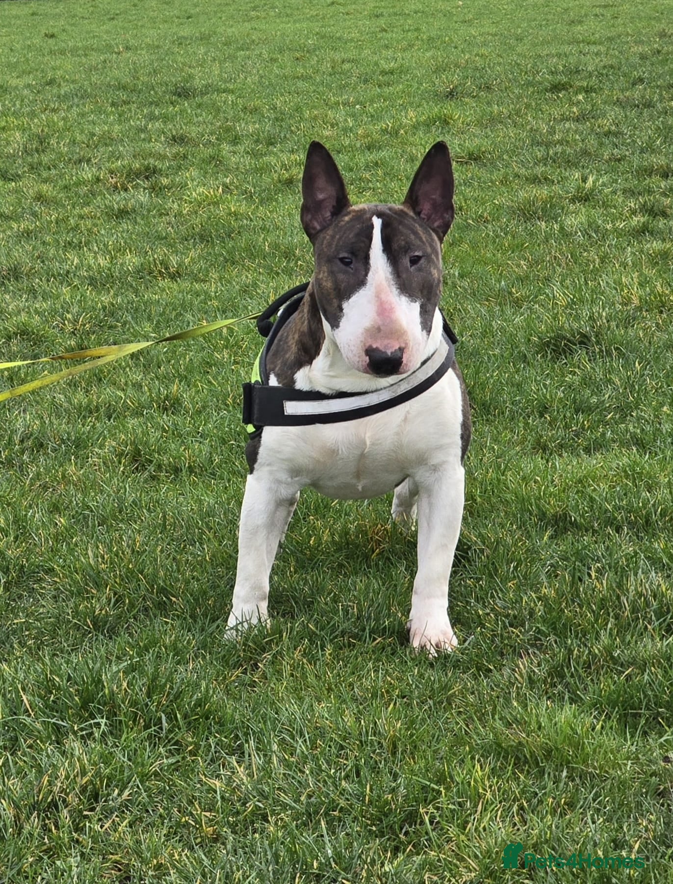 English Bull Terrier dogs TOP PEDIGREE IN UK, CRUFTS QUALIFIER, CHAMP FAMILY - Advert 3